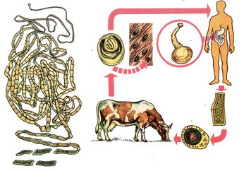For a very common helminth, the bovine tapeworm, a cow acts as an intermediate host, and a person is the last. 
