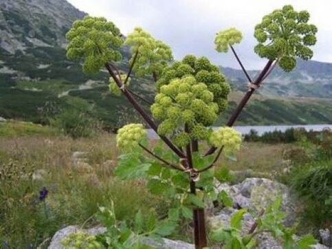 angelica against parasites of the human body