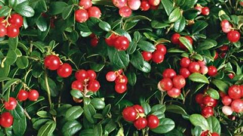 cranberries against parasites in the body