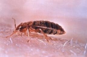 The bed bug is a parasite that feeds on human blood