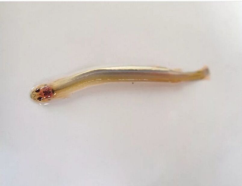 Moustached Wandellia - a dangerous parasitic fish