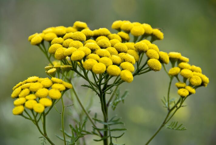 The bitter plant tansy will help remove parasites from the body