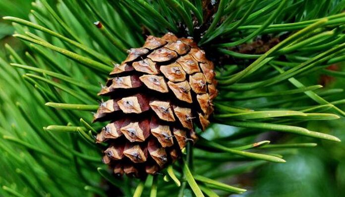 pine cone to eliminate parasites