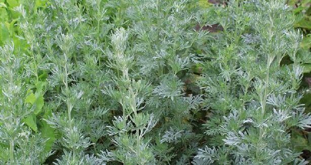 wormwood for pest prevention