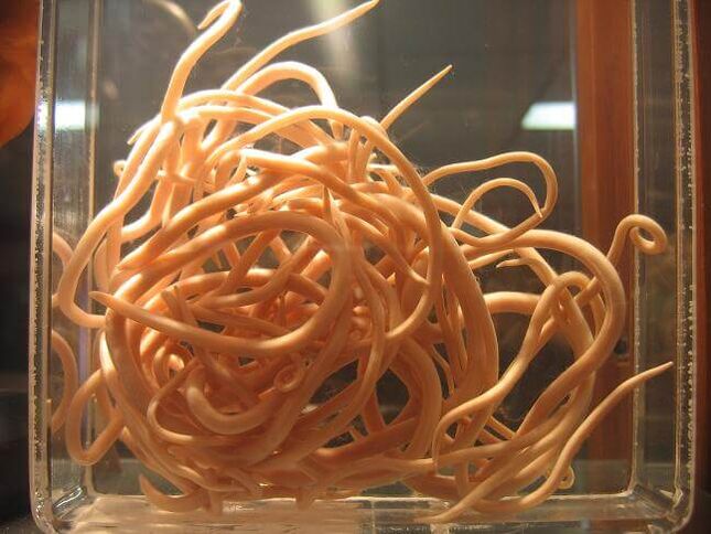 Roundworms are worms belonging to the roundworm class. 