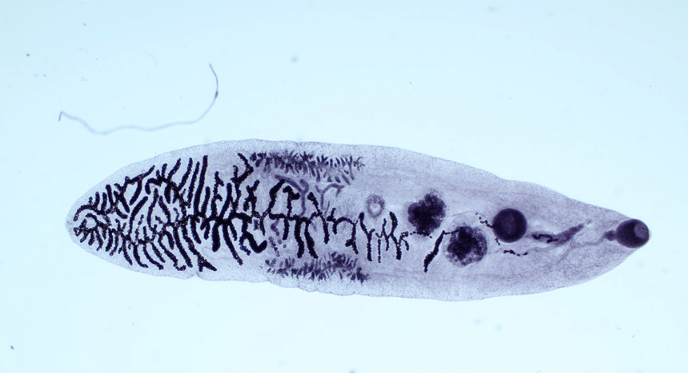 Parasite of the trematode class (trematodes)