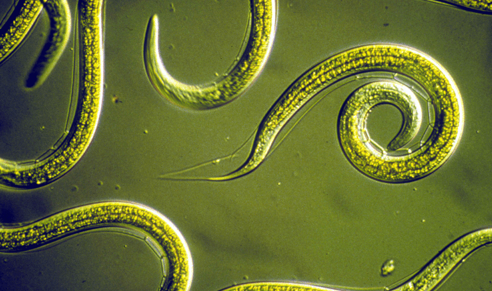 Round helminthic nematodes