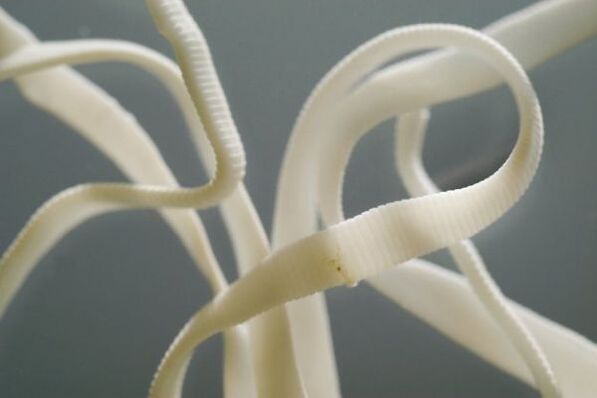 Ascaris is a nematode, belongs to the order nematodes
